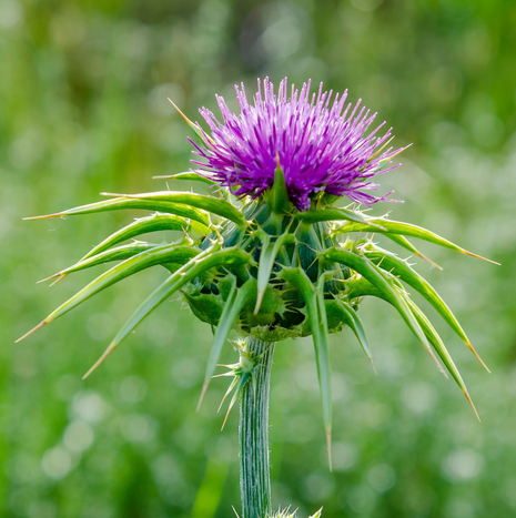 Milk Thistle