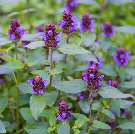 Selfheal