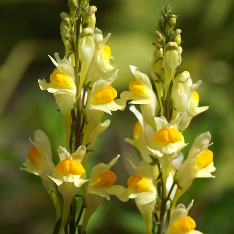 Toadflax