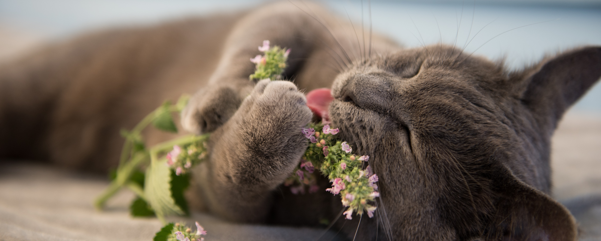 The Best Herbs for Cats: A Guide to Cat-Friendly Plants Your Feline Will Love