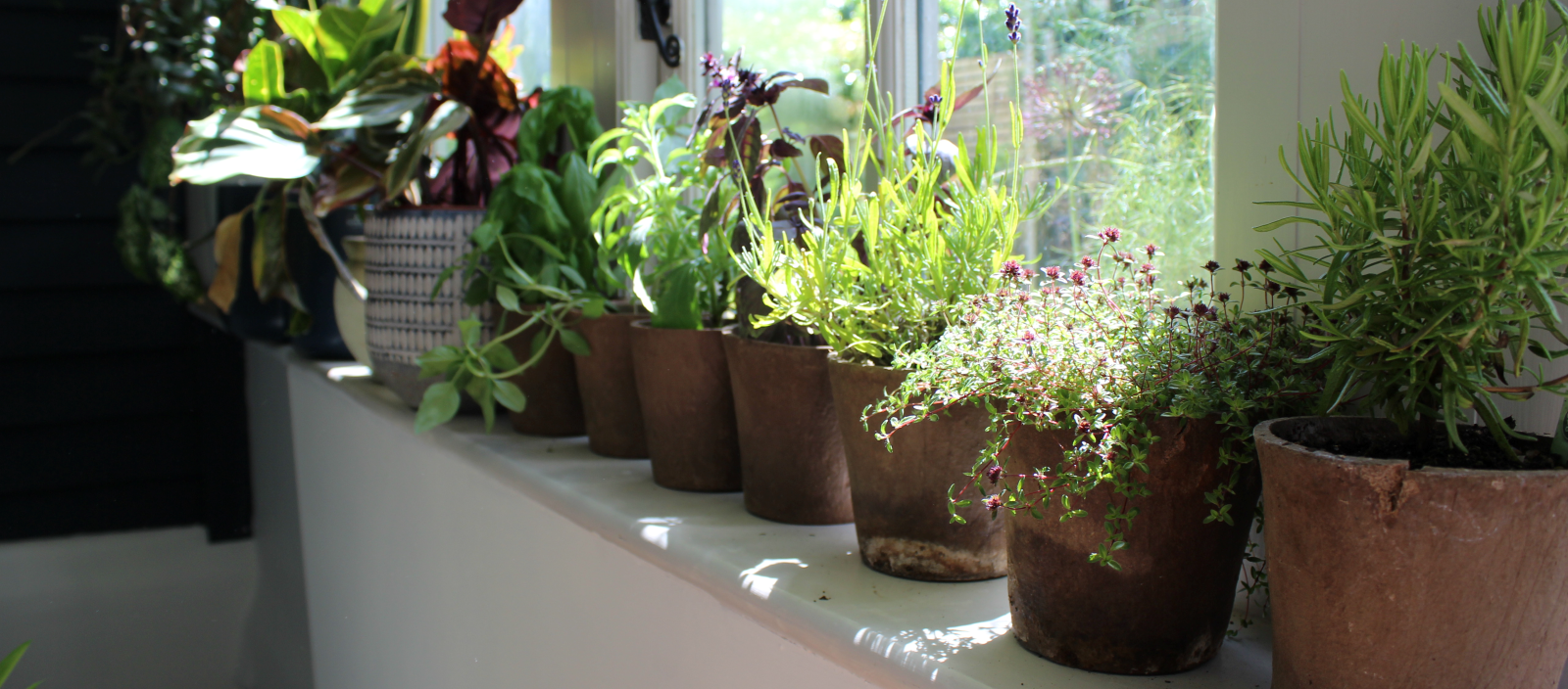 Top 10 tips for growing herbs indoors