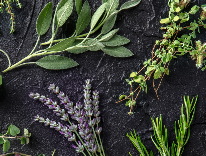<strong>342 HERB OFFER: Buy ANY 3 Herb plants and get the third FREE.</strong> <a href="https://fyneherbs.co.uk/discount/MAYB20" title="https://fyneherbs.co.uk/discount/AUG342">Use code AUG342</a>