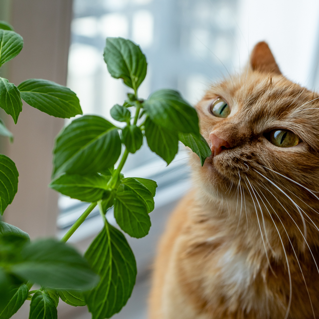 Basil - African