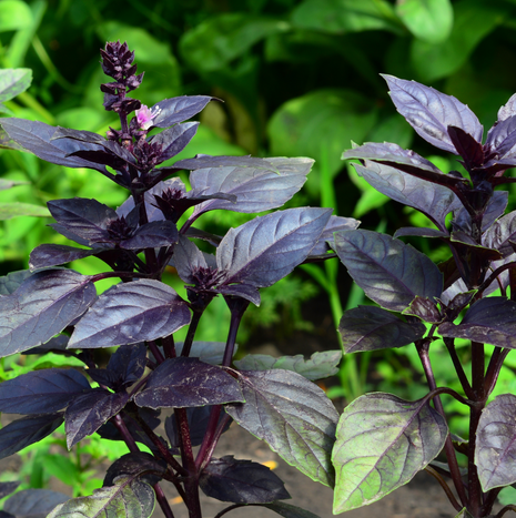 Basil - Purple