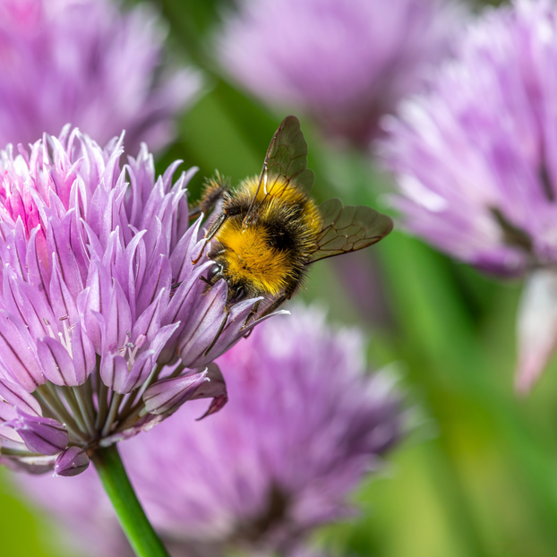 Bee and Butterfly Herb Garden Box