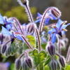 Borage