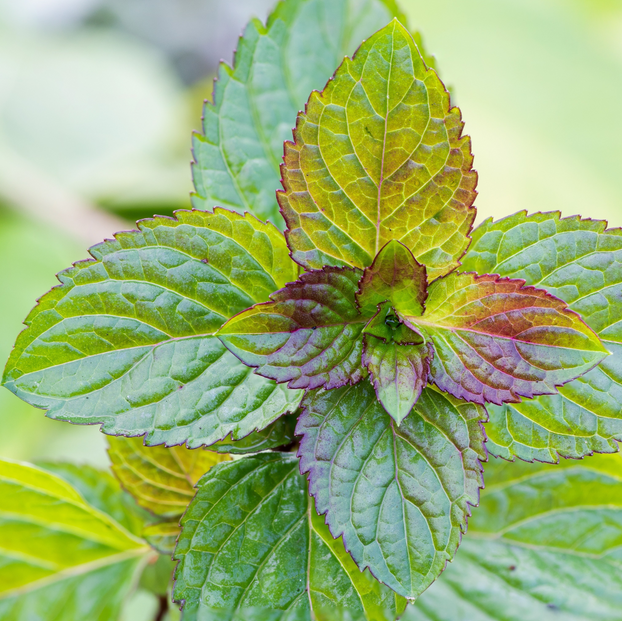 Mint - Berries & Cream