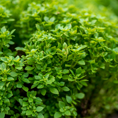 Basil - Bush