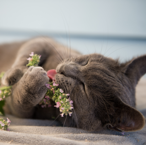 Blissful Kitty Herb Collection