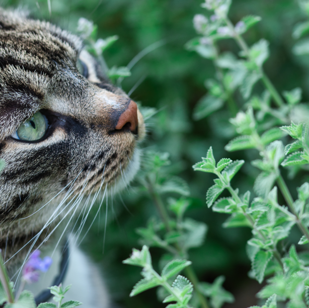 Catnip - Fyne Herbs