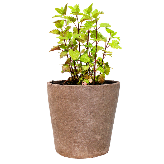 can you plant catnip in a pot Buy Catnip Herb Plants online. In Stock Catnip Herbs Ship Next Day – Fyne Herbs
