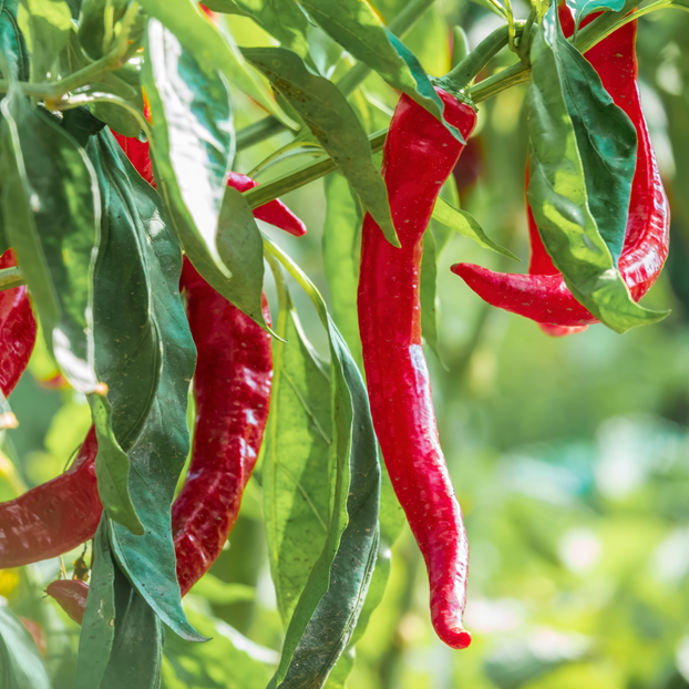 Chilli Pepper Cayenne