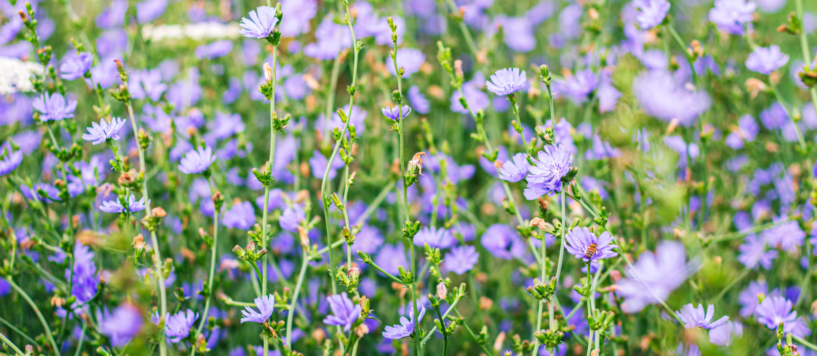 Average Height and Spread