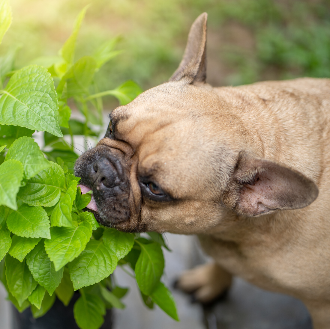 Buy dog safe herbs and A unique gift for dog Fyne