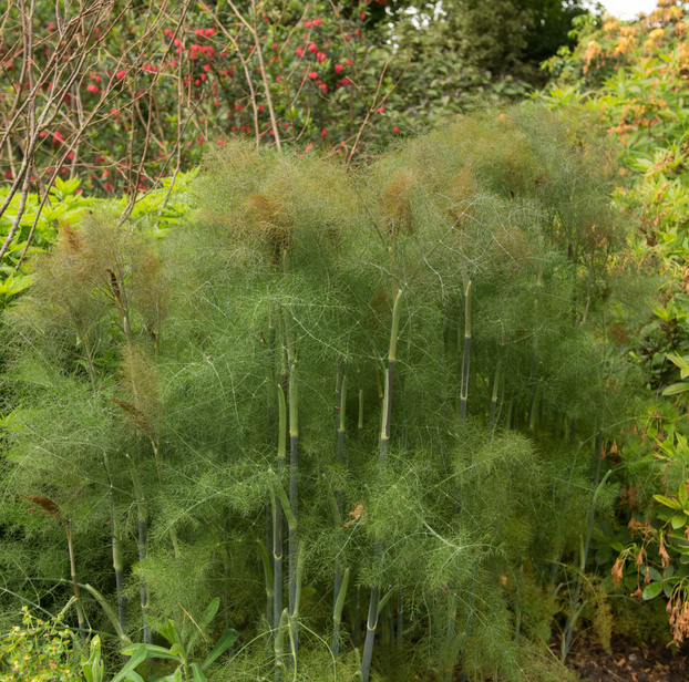 Fennel - Bronze - Fyne Herbs