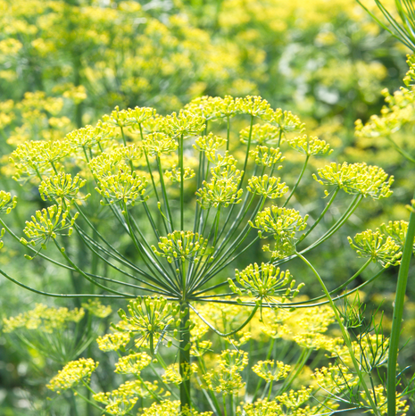 Fennel - Common