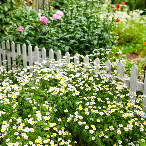 Feverfew - Fyne Herbs