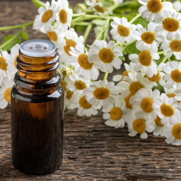 Feverfew - Fyne Herbs