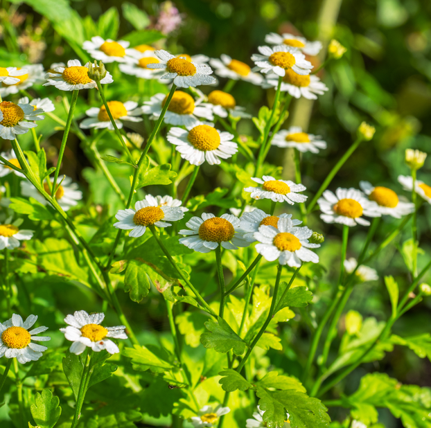 Feverfew - Fyne Herbs