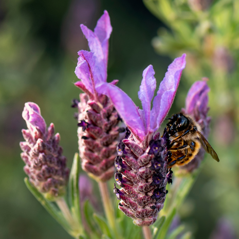 Lavender - French