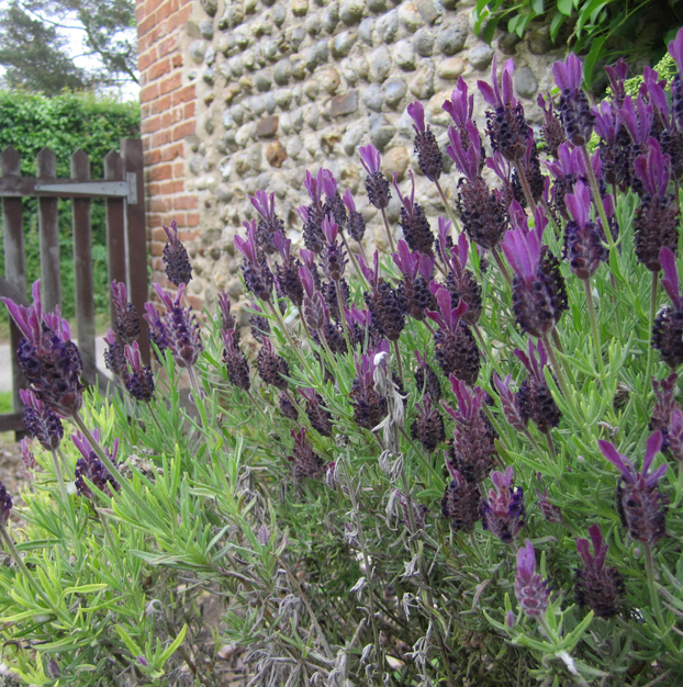 Lavender - French