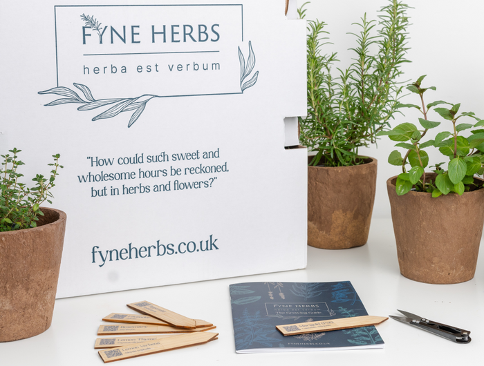 A variety of fresh herb plants displayed in a natural setting
