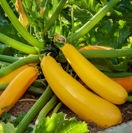 Courgette Golden Jemmer