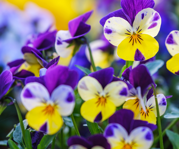 Buy Heartsease Herb Plants Online. Stock Heartsease Herbs Ship Next Day –  Fyne Herbs