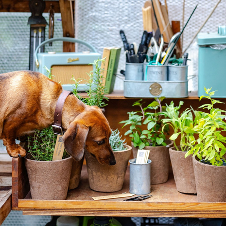 Happy Hound Herb Collection - Fyne Herbs Bundle