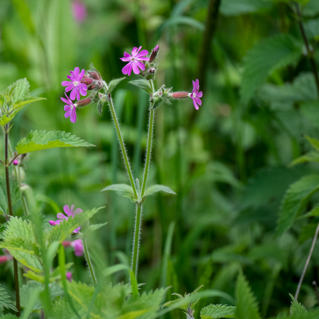Herb Robert