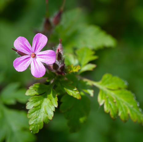 Herb Robert