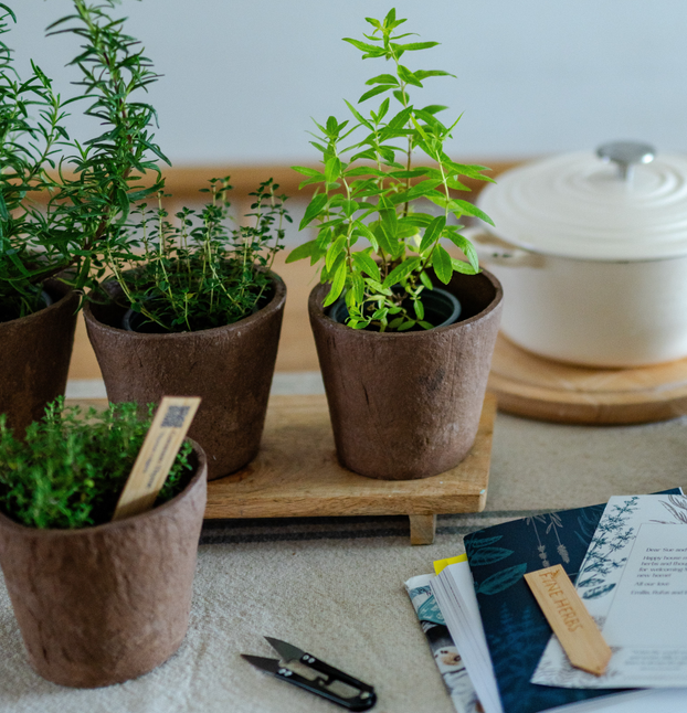 Sleepy Herb Collection - Fyne Herbs Bundle