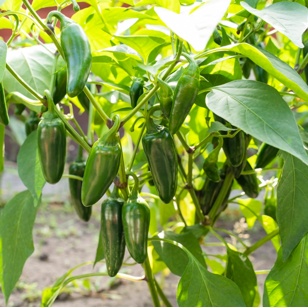 Chilli Pepper Jalapeno