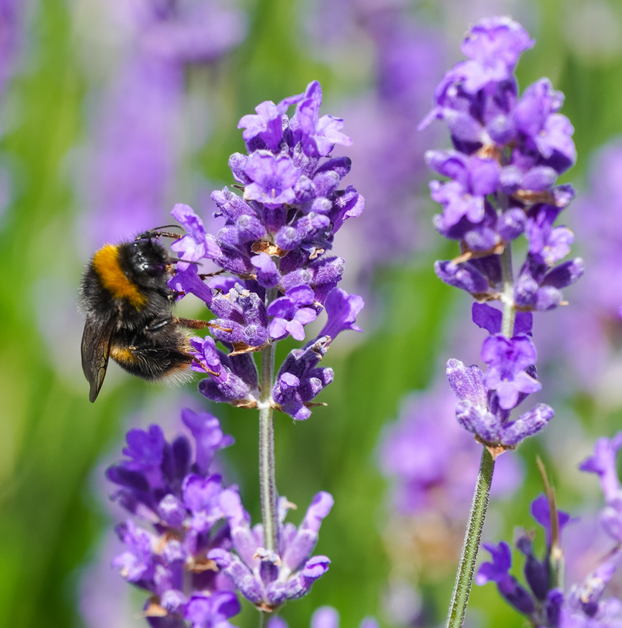 lavender plants next day delivery Buy Lavender Hidcote Herb Plants. Stocked Lavender Herbs Ship Next Day – Fyne Herbs