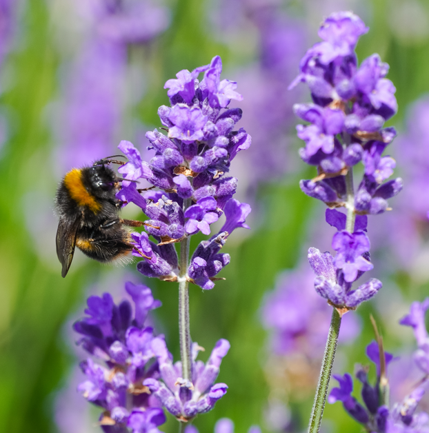 Lavender - Hidcote - Fyne Herbs