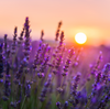 Lavender - Provence