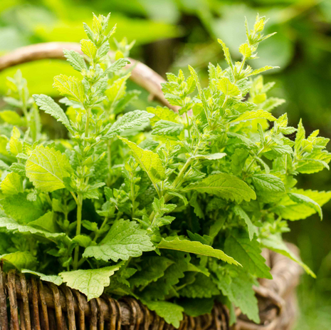 Lemon Balm