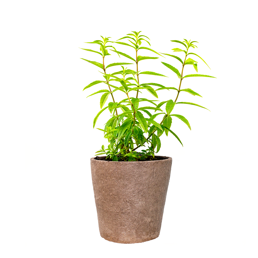 Lemon - Verbena