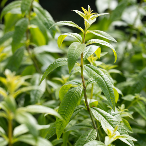 Lemon - Verbena