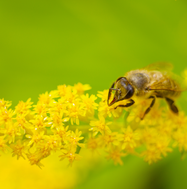 Lady's Bedstraw