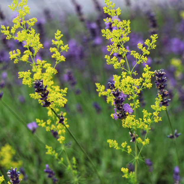 Lady's Bedstraw