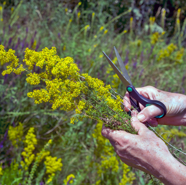 Lady's Bedstraw