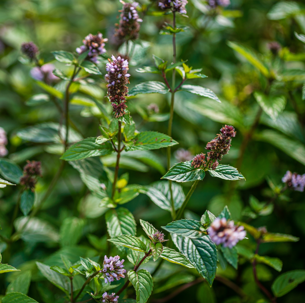 Mint - Peppermint - Fyne Herbs