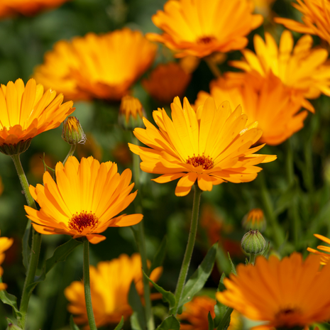 Marigold (Pot)