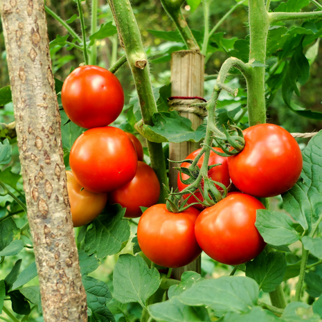 Tomato Moneymaker