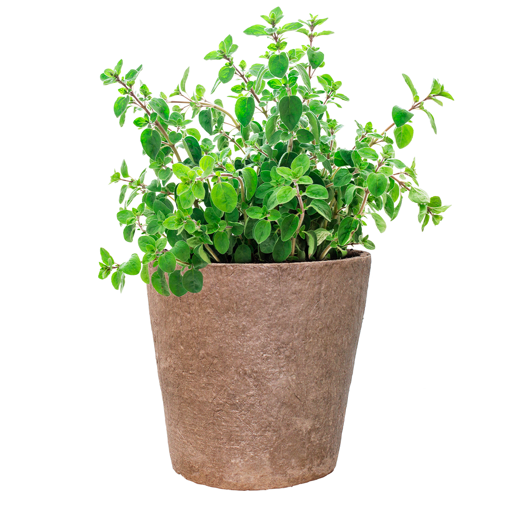 Oregano