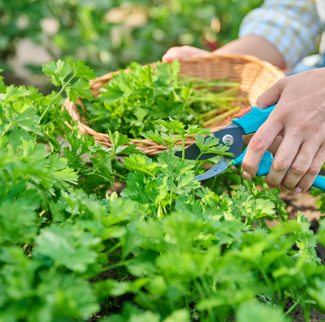 Parsley - Flat Leaved