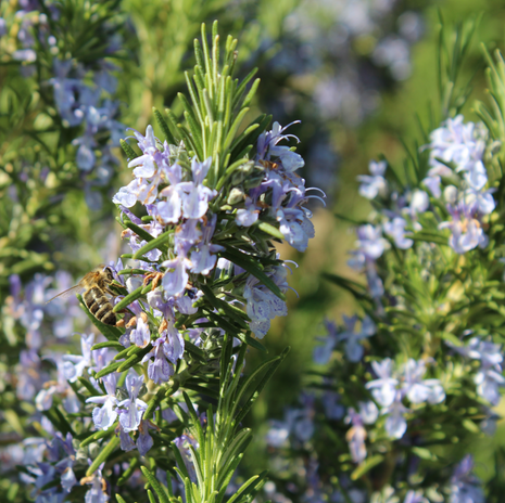 Rosemary - Miss Jessop's Upright