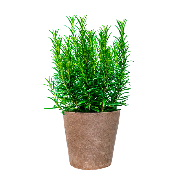 Rosemary - Miss Jessop's Upright - Fyne Herbs