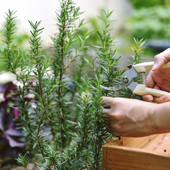 Rosemary - Barbeque - Fyne Herbs